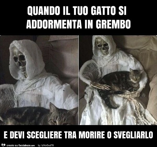 Quando il tuo gatto si addormenta in grembo e devi scegliere tra morire o svegliarlo