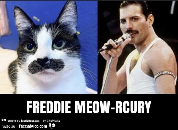Freddie meow-rcury