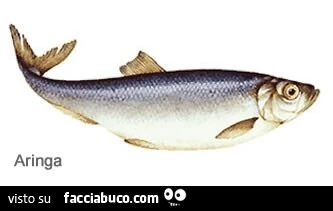 Aringa