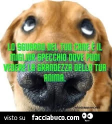 Il cane