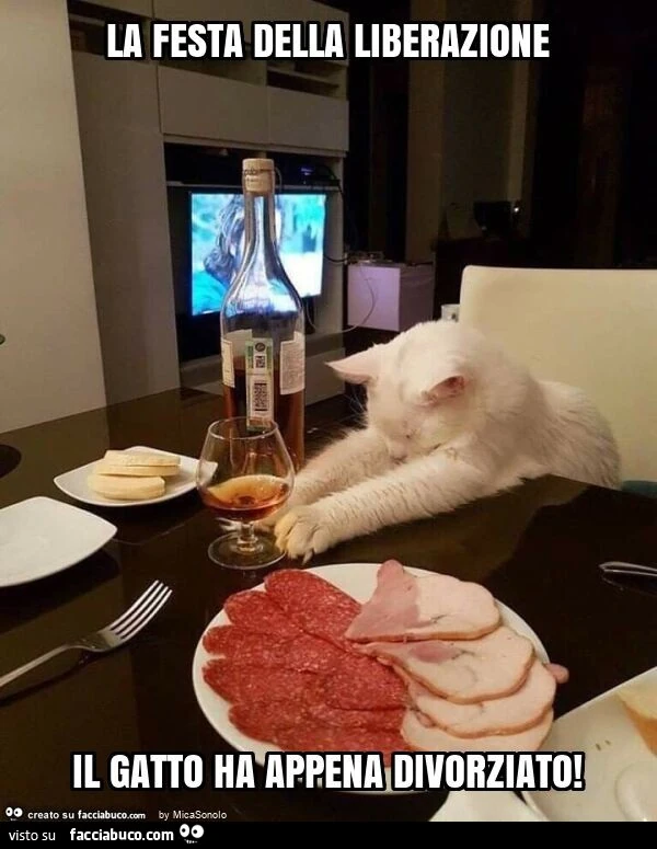 La festa della liberazione il gatto ha appena divorziato