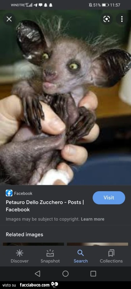 Vaccata