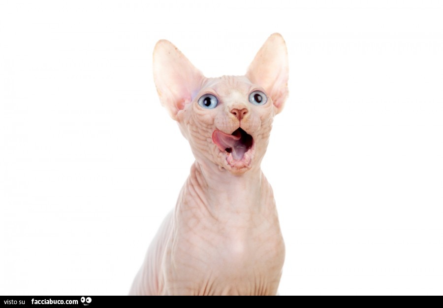 Gatto nudo si lecca i baffi