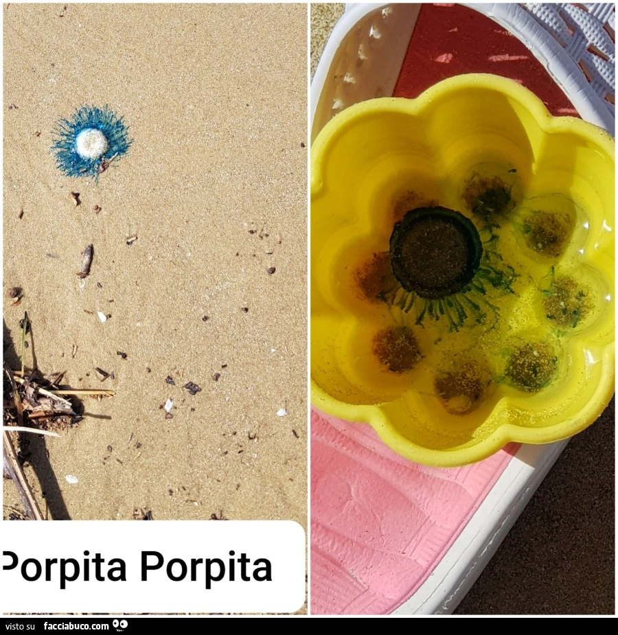 Vaccata
