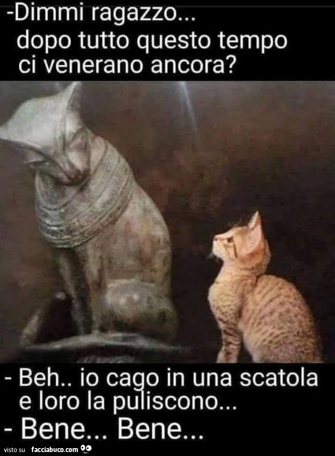 Vaccata