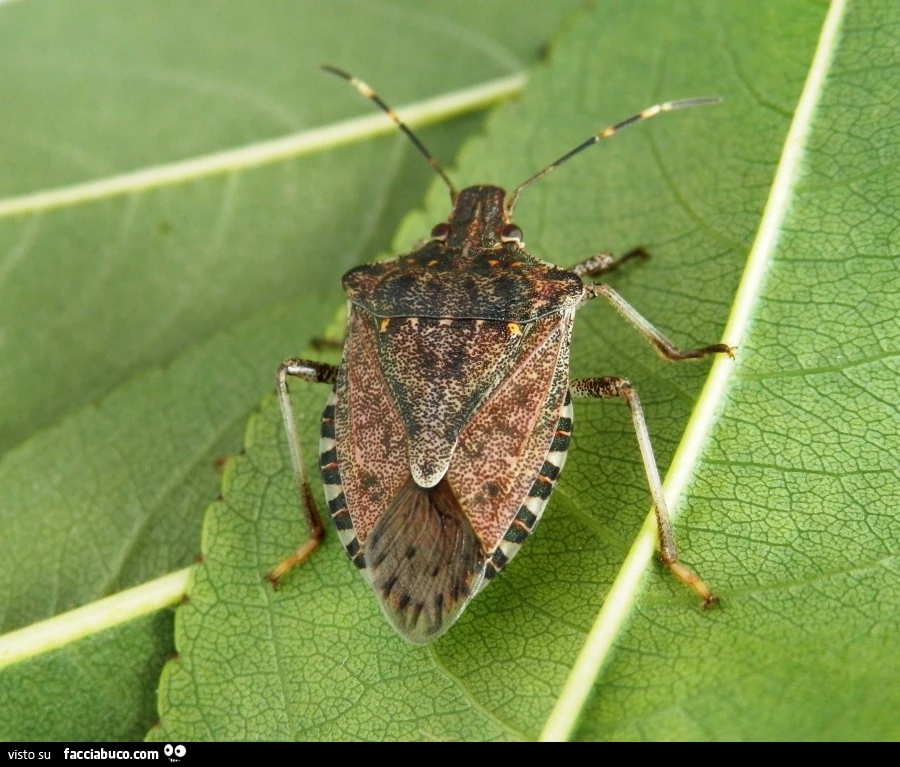 Vaccata