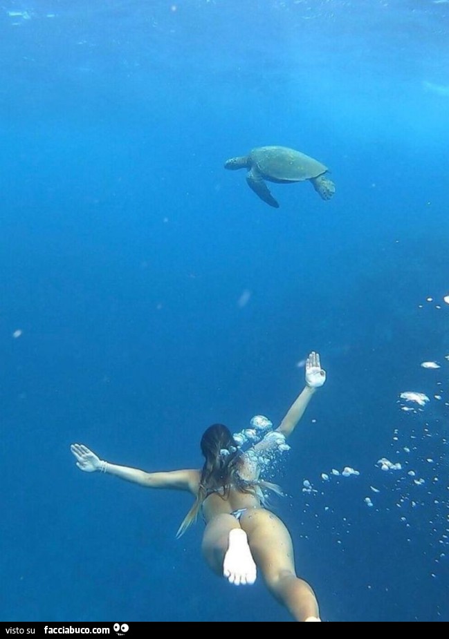 Nuota assieme alla tartaruga
