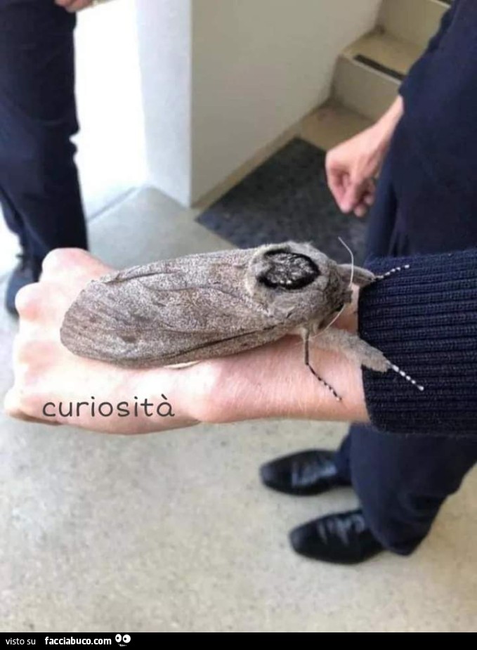 Vaccata