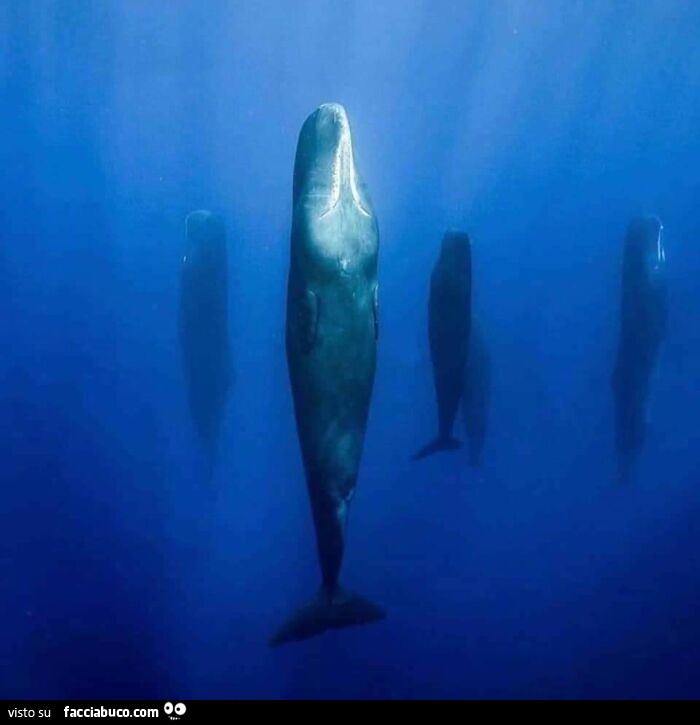 Balene in verticale