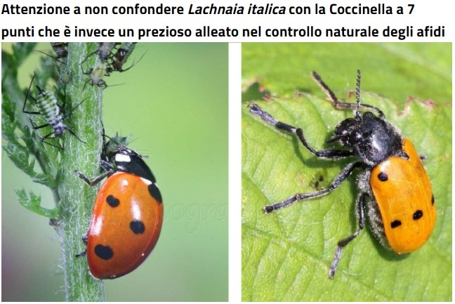 Vaccata