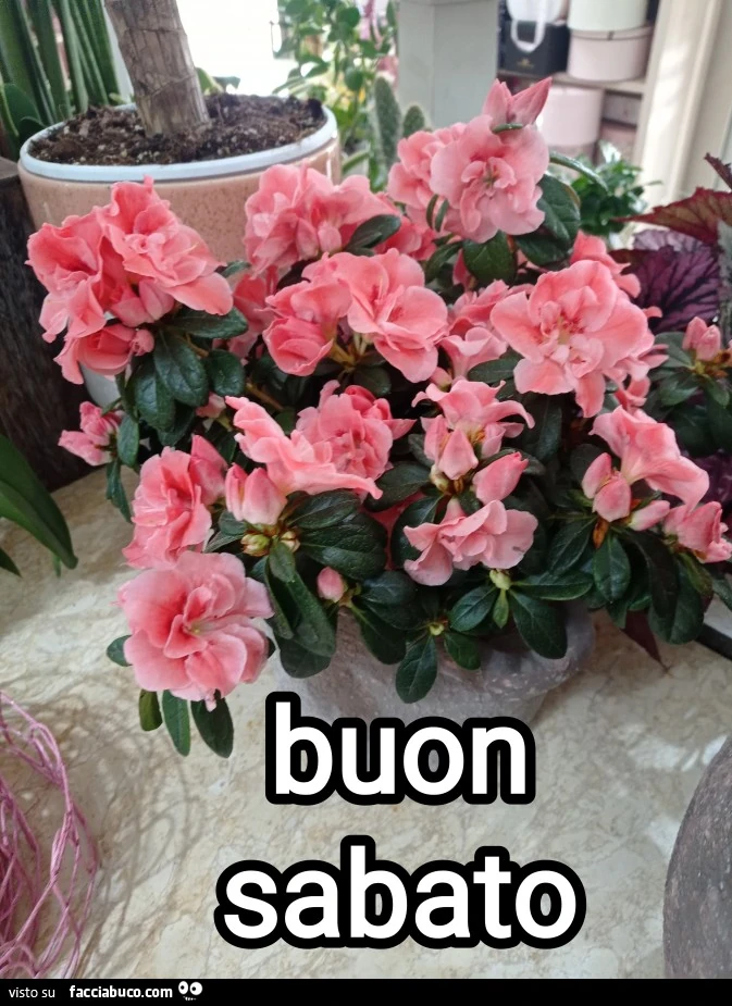 Buongiornissimo