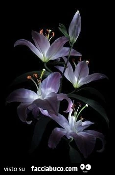 Fiori