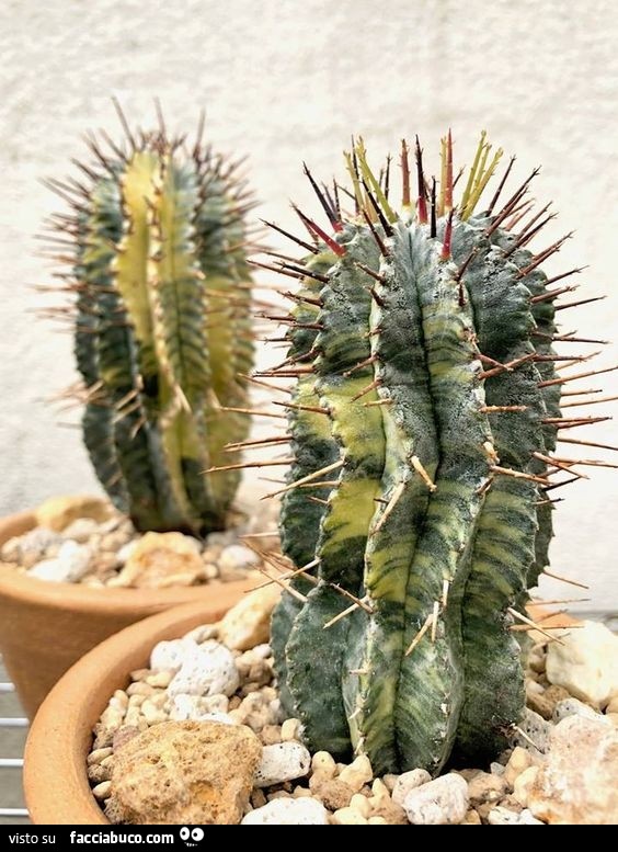 Vaccata