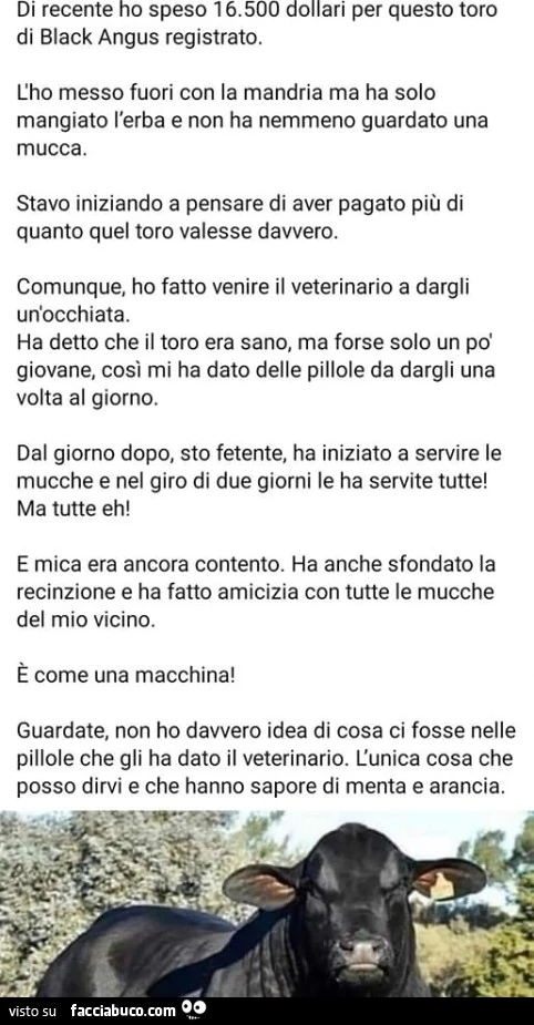 Di recente ho speso 16.500 dollari per questo toro di black angus registrato. L'ho messo fuori con la mandria ma ha solo mangiato l'erba e non ha nemmeno guardato una mucca