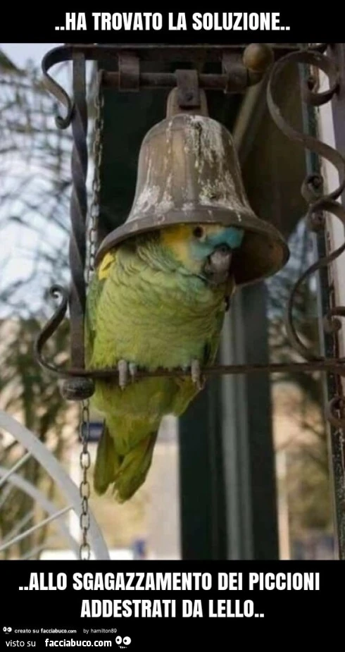 Ha trovato la soluzione&hellip; allo sgagazzamento dei piccioni addestrati da lello