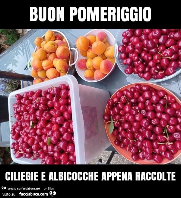 Buon pomeriggio ciliegie e albicocche appena raccolte