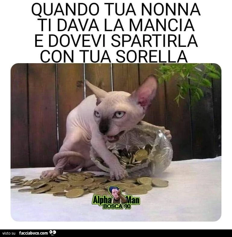 Vaccata