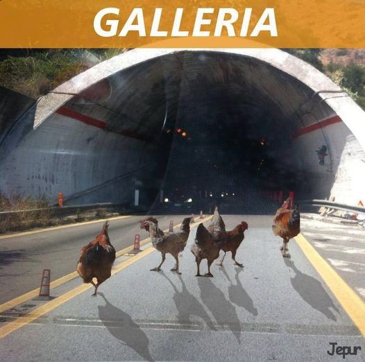 Galli