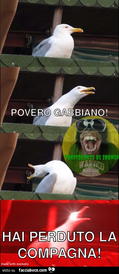Povero gabbiano