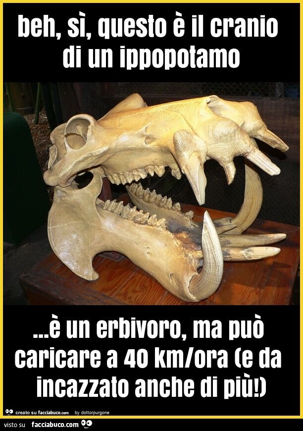 Beh, sì, questo è il cranio di un ippopotamo… è un erbivoro, ma può caricare a 40 km/ora (e da incazzato anche di più! )