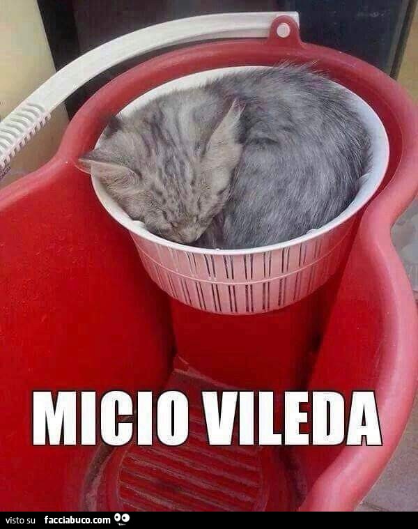 Vaccata