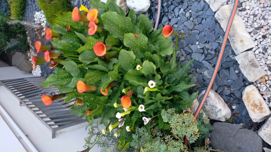 Vaccata