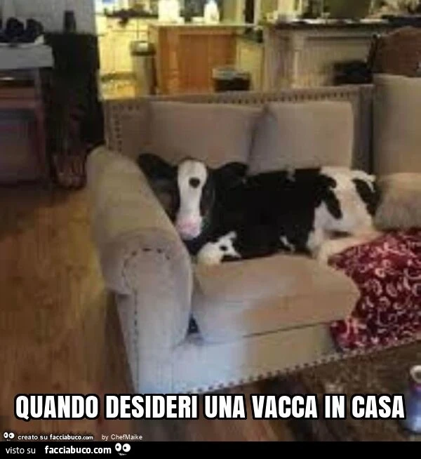 Vaccata