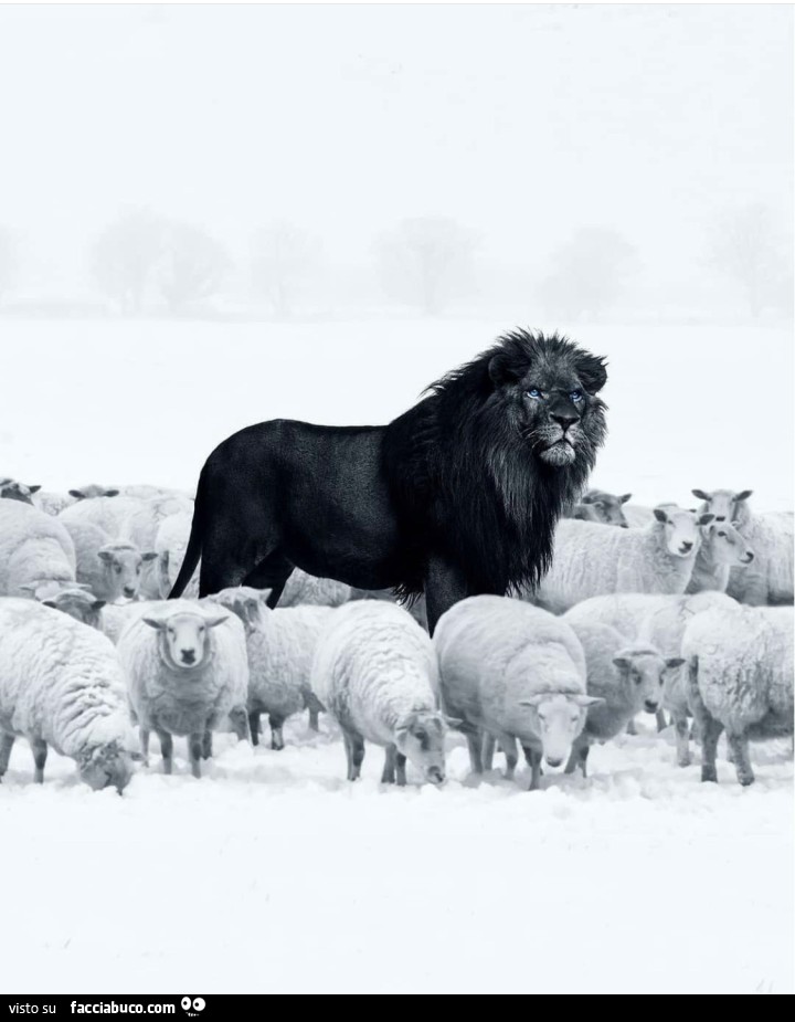 Leone in mezzo alle pecore