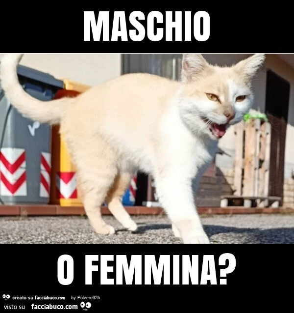 Maschio o femmina?