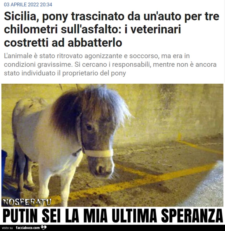 Sicilia, pony trascinato da un'auto per tre chilometri sull'asfalto: i veterinari costretti ad abbatterlo