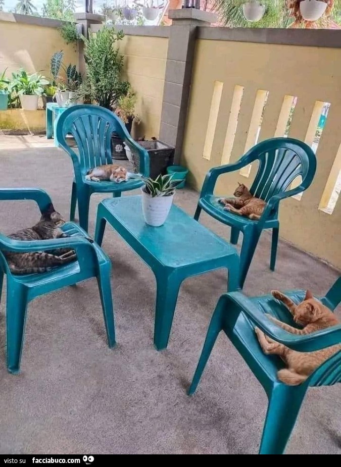 Gatti sulle sedie intorno al tavolino