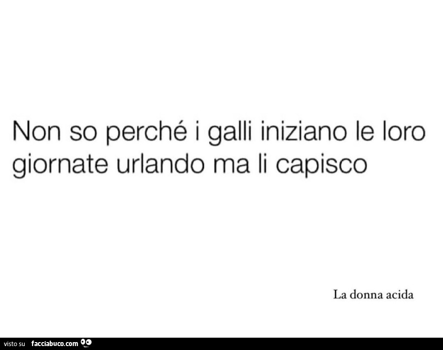 Non so perché i galli iniziano le loro giornate urlando ma li capisco