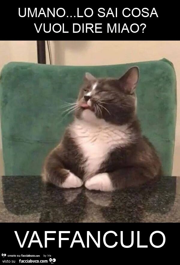 Umano… lo sai cosa vuol dire miao? Vaffanculo