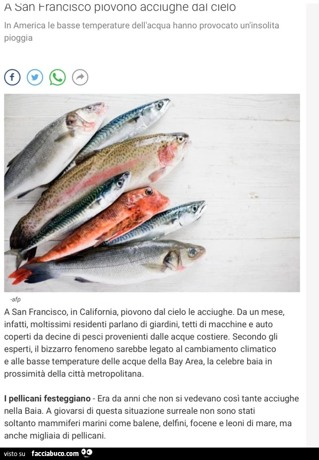 A san francisco piovono acciugne dal cielo