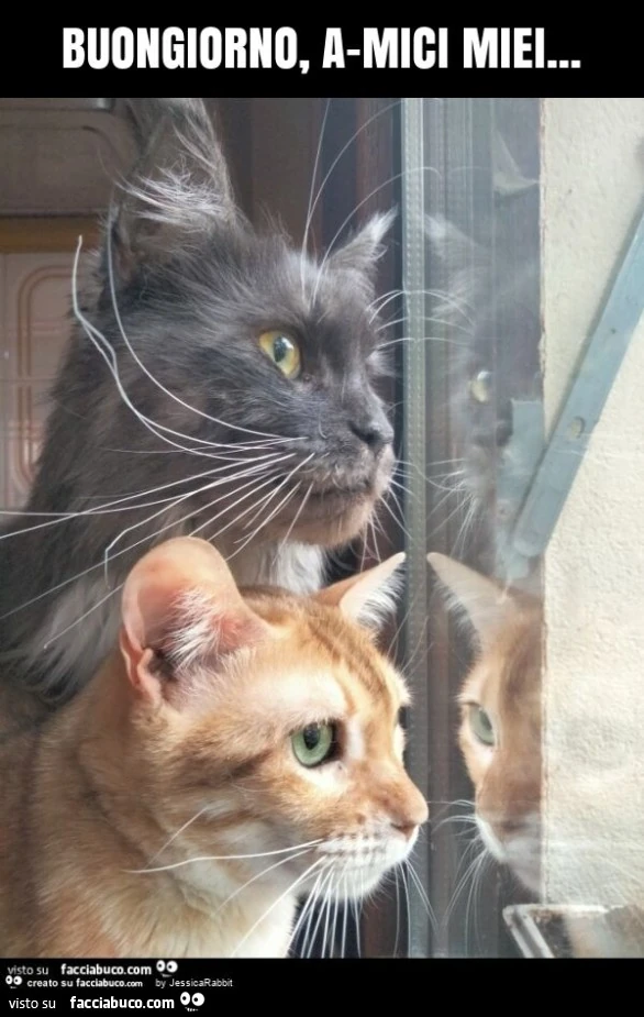 Buongiorno, a-mici miei