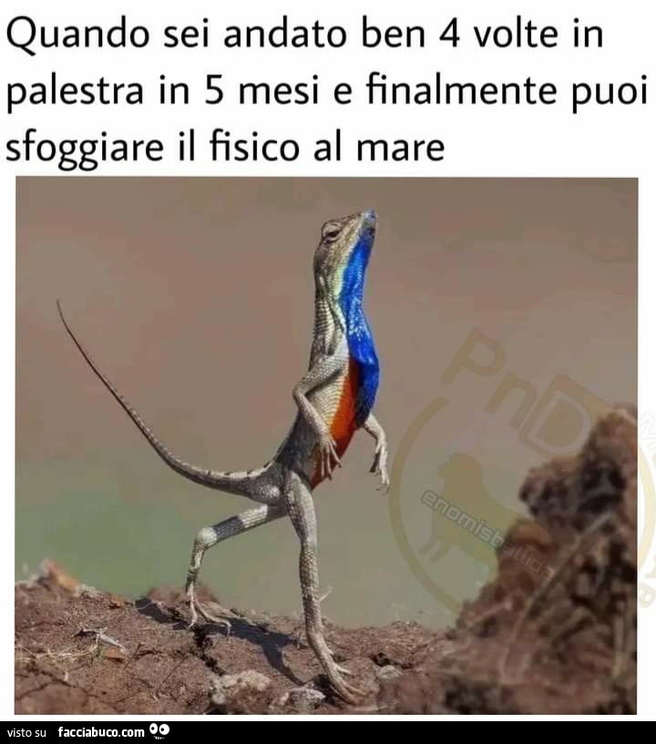 Quando sei andato ben 4 volte in palestra in 5 mesi