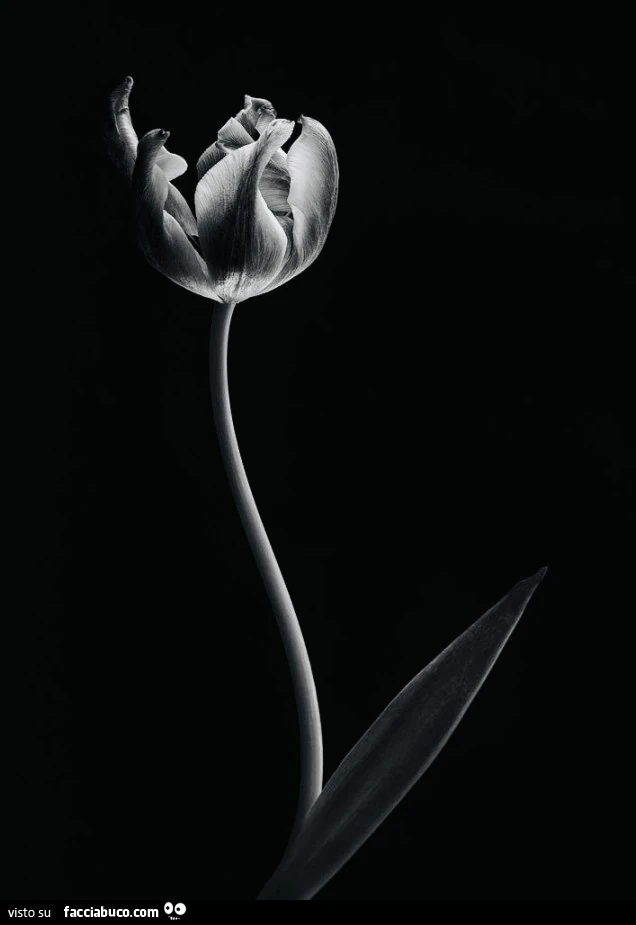 Tulipano nero