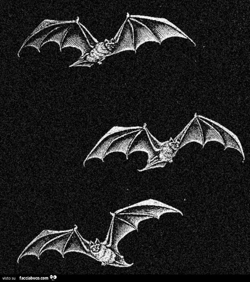 Pipistrelli