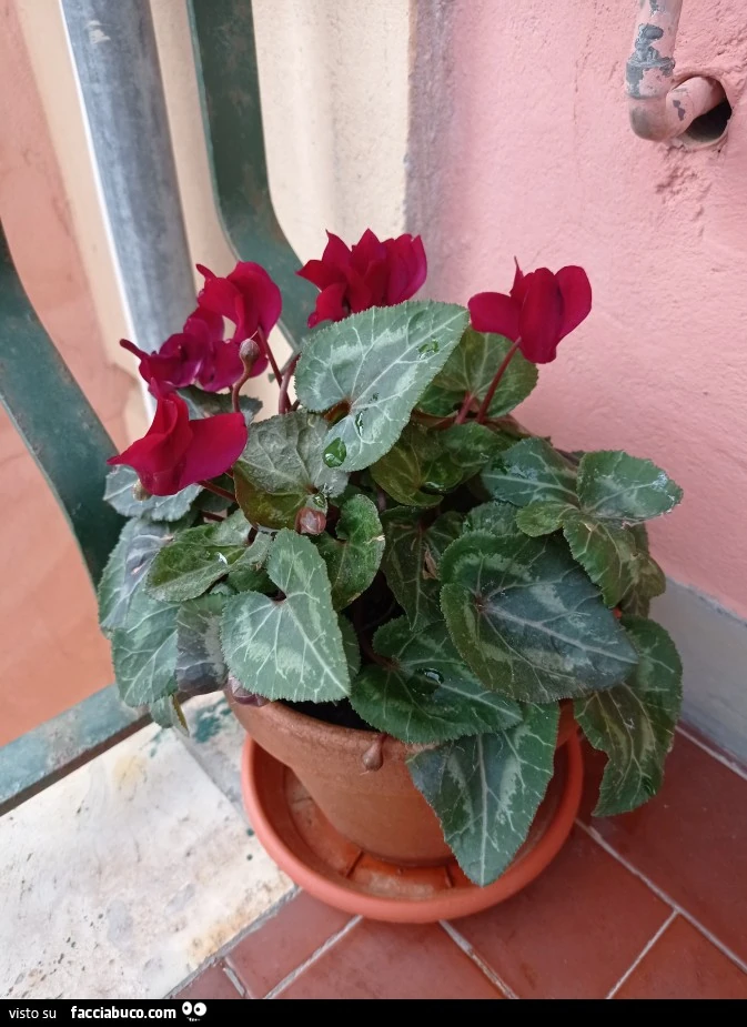 Vaccata
