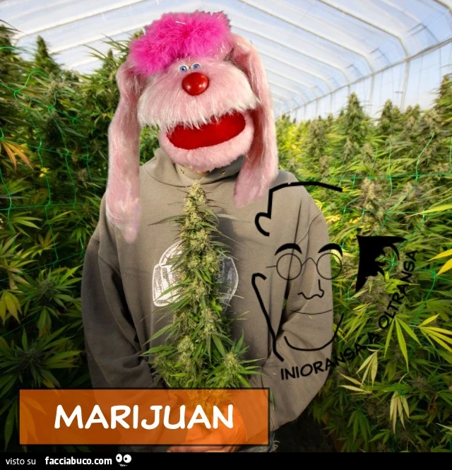 MARIJUAN