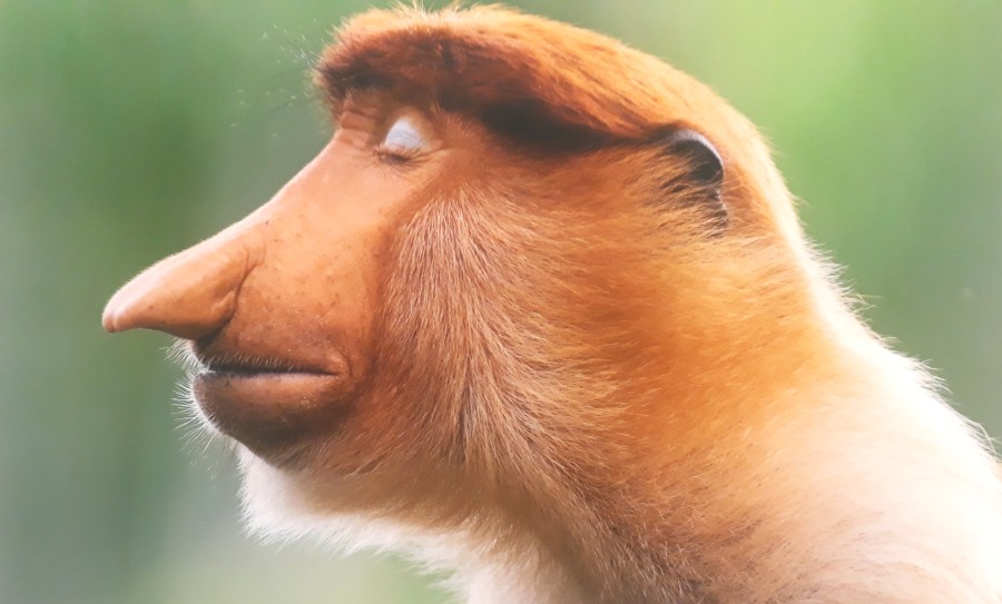 Scimmia con nasone