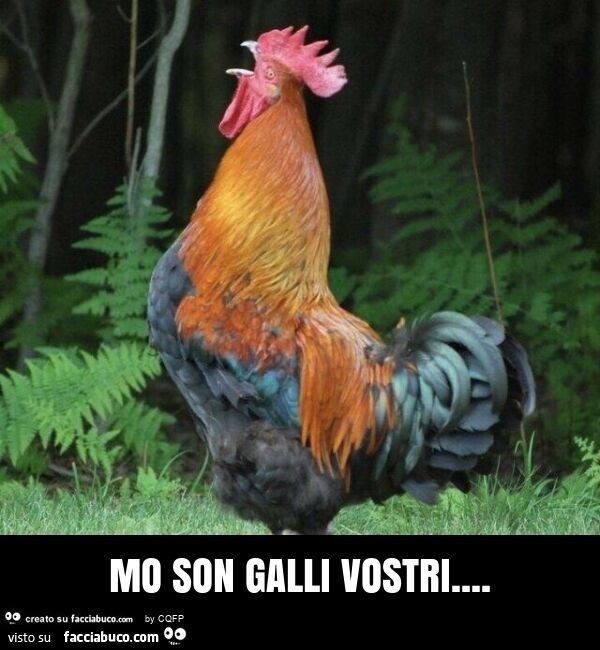 Mo son galli vostri pic