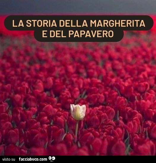 La storia della margherita e del papavero