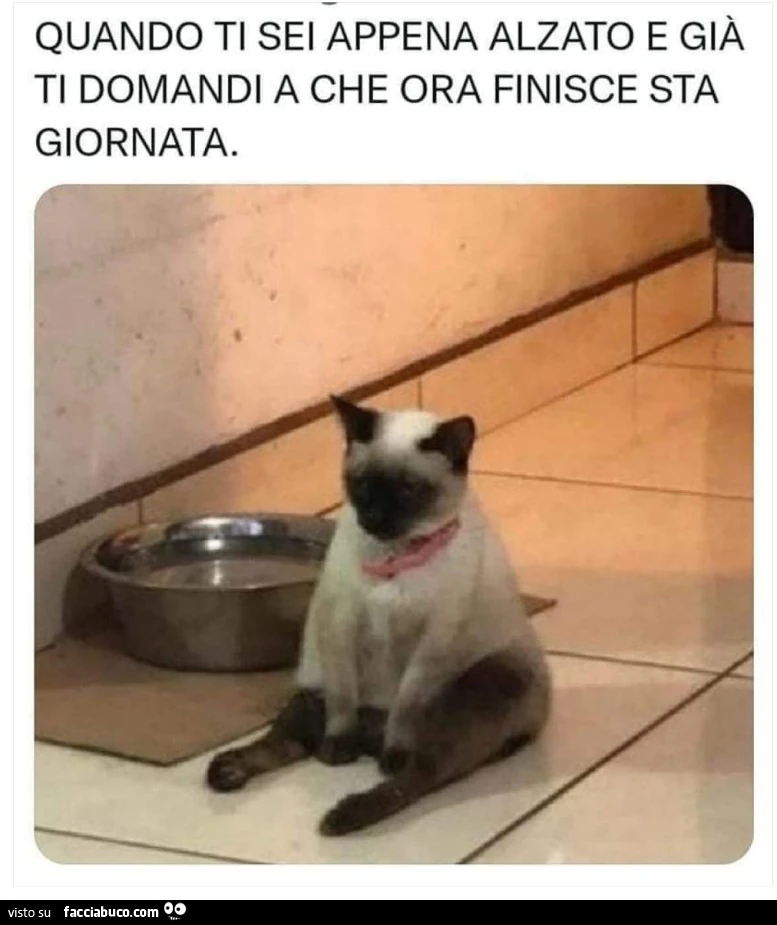Vaccata