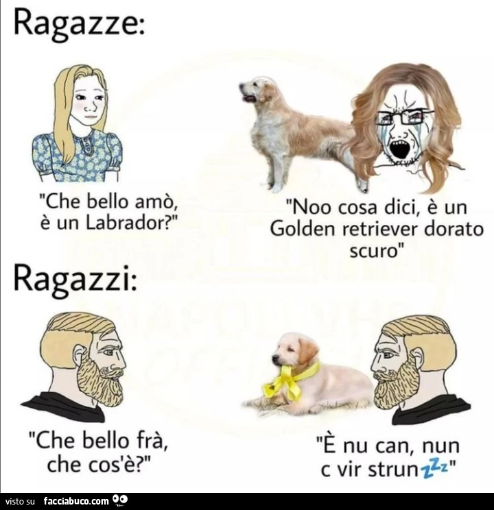 Ragazze: che bello amò, è un labrador? Noo cosa dici, è un golden retriever dorato scuro