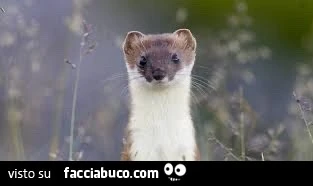 Saluti pomeriggio