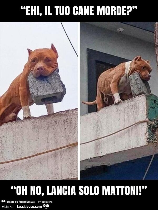 “ehi, il tuo cane morde? ” “Oh no, lancia solo mattoni! ”