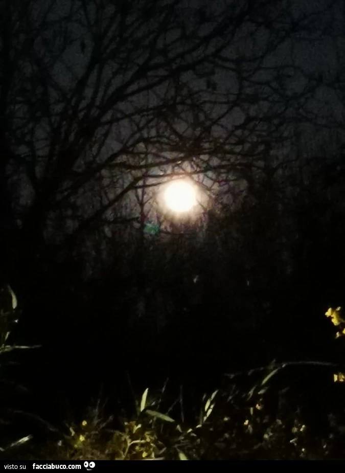 Luna piena tra gli alberi