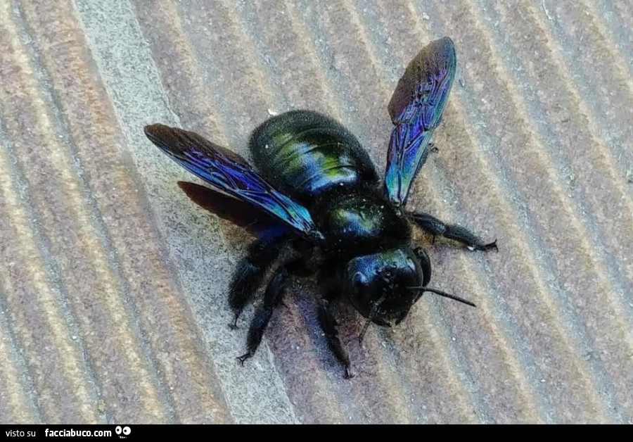 Vaccata