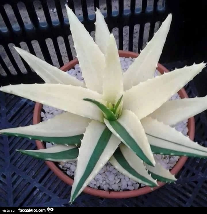 Vaccata